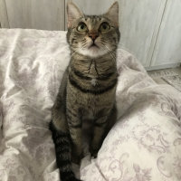 Tekir Kedi, Kedi  Berlin fotoğrafı