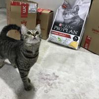 Tekir Kedi, Kedi  Berlin fotoğrafı