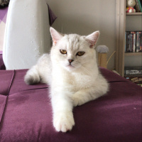 British Shorthair, Kedi  Tokyo fotoğrafı