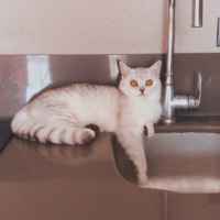 British Shorthair, Kedi  Tokyo fotoğrafı