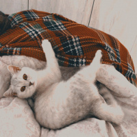 British Shorthair, Kedi  Tokyo fotoğrafı