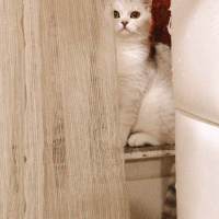 British Shorthair, Kedi  Tokyo fotoğrafı