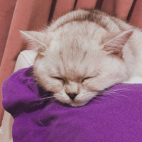 British Shorthair, Kedi  Tokyo fotoğrafı