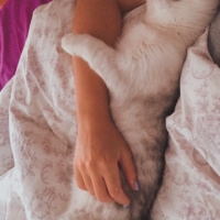 British Shorthair, Kedi  Tokyo fotoğrafı