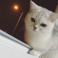British Shorthair, Kedi  Tokyo fotoğrafı