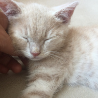 British Shorthair, Kedi  Badem fotoğrafı