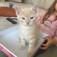British Shorthair, Kedi  Badem fotoğrafı
