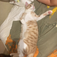 Sarman, Kedi  Cibi fotoğrafı