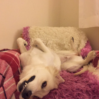 Golden Retriever, Köpek  lifewithcappy fotoğrafı