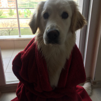 Golden Retriever, Köpek  lifewithcappy fotoğrafı