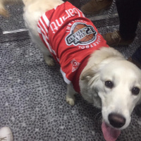 Golden Retriever, Köpek  lifewithcappy fotoğrafı