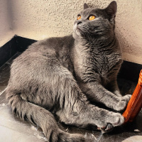 British Shorthair, Kedi  Leo fotoğrafı