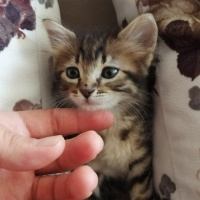 Tekir Kedi, Kedi  Sumak fotoğrafı