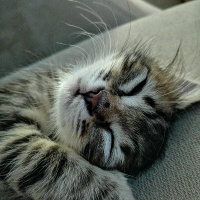 Tekir Kedi, Kedi  Sumak fotoğrafı