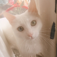 Tekir Kedi, Kedi  Sakız fotoğrafı