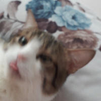 Tekir Kedi, Kedi  Minnoş fotoğrafı