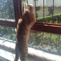 Soke, Kedi  Ginger fotoğrafı