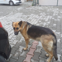 Alman Çoban Köpeği, Köpek  LEYDİ fotoğrafı