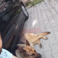 Alman Çoban Köpeği, Köpek  LEYDİ fotoğrafı