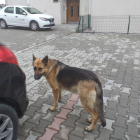 Alman Çoban Köpeği, Köpek  LEYDİ fotoğrafı