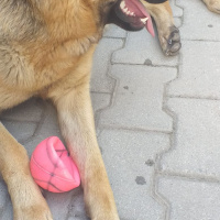 Alman Çoban Köpeği, Köpek  LEYDİ fotoğrafı