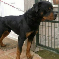 Rottweiler, Köpek  Jefferson fotoğrafı