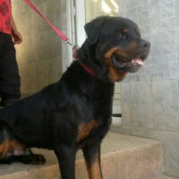 Rottweiler, Köpek  Jefferson fotoğrafı