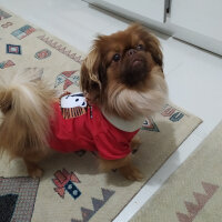 Pekingese, Köpek  cooper fotoğrafı