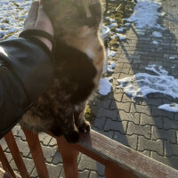 American Wirehair, Kedi  Tarçın fotoğrafı