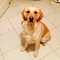 Golden Retriever, Köpek  BamBam fotoğrafı