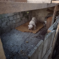 Dogo Arjantin, Köpek  Beyaz fotoğrafı