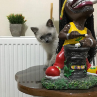 British Shorthair, Kedi  Patron fotoğrafı