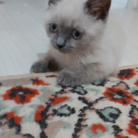 British Shorthair, Kedi  Patron fotoğrafı
