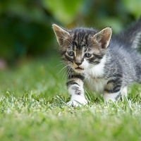 Sarman, Kedi  Behlül fotoğrafı