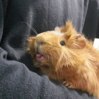 Guinea Pig, Kemirgen  Capy fotoğrafı