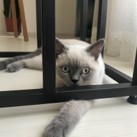 British Shorthair, Kedi  Leon fotoğrafı