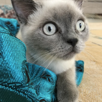 British Shorthair, Kedi  Leon fotoğrafı