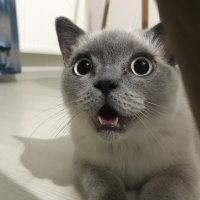 British Shorthair, Kedi  Leon fotoğrafı