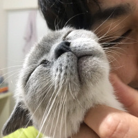 British Shorthair, Kedi  Leon fotoğrafı