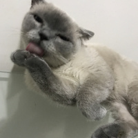 British Shorthair, Kedi  Leon fotoğrafı