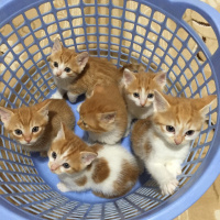 Tekir Kedi, Kedi  Kaju fotoğrafı