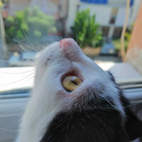 Tekir Kedi, Kedi  Lulu fotoğrafı