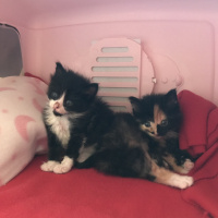 Tekir Kedi, Kedi  Smoky fotoğrafı