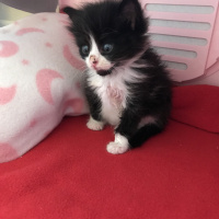 Tekir Kedi, Kedi  Smoky fotoğrafı