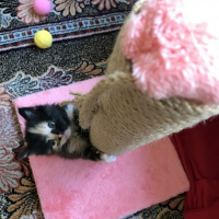 Tekir Kedi, Kedi  Smoky fotoğrafı