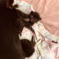 Bombay, Kedi  Kedi yavrularımıza yuva arıyoruz siyah kedilerimiz fotoğrafı