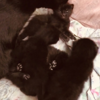 Bombay, Kedi  Kedi yavrularımıza yuva arıyoruz siyah kedilerimiz fotoğrafı