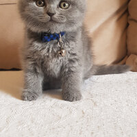 Scottish Fold, Kedi  Shila fotoğrafı