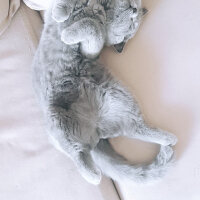 Scottish Fold, Kedi  Shila fotoğrafı