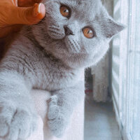 Scottish Fold, Kedi  Shila fotoğrafı